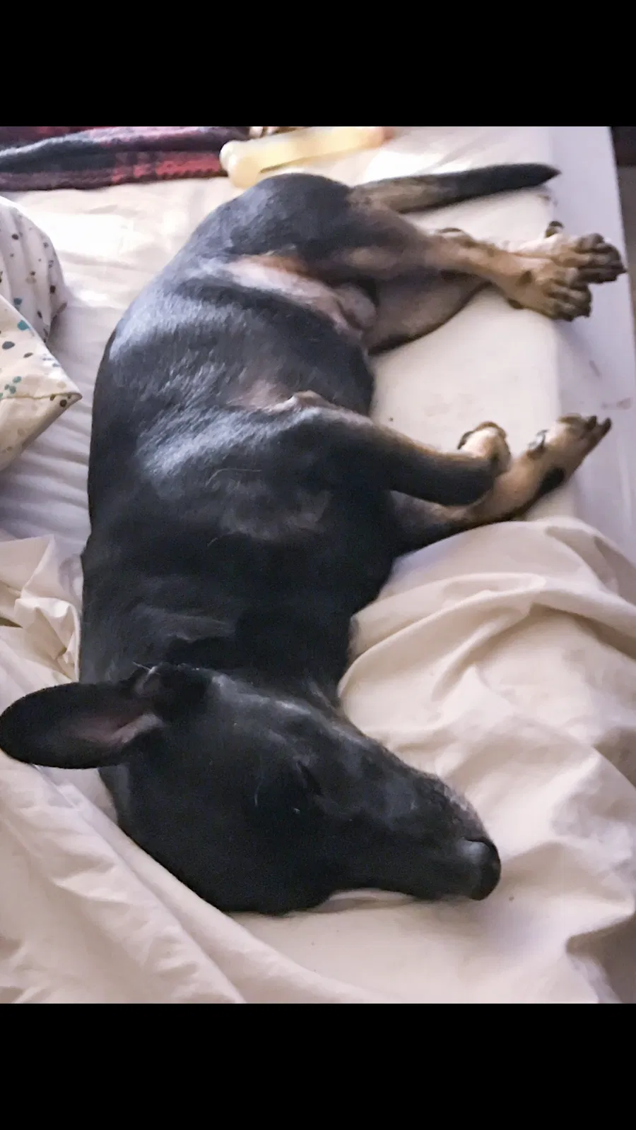 Lost dog in Cincinnati, OH, 45215