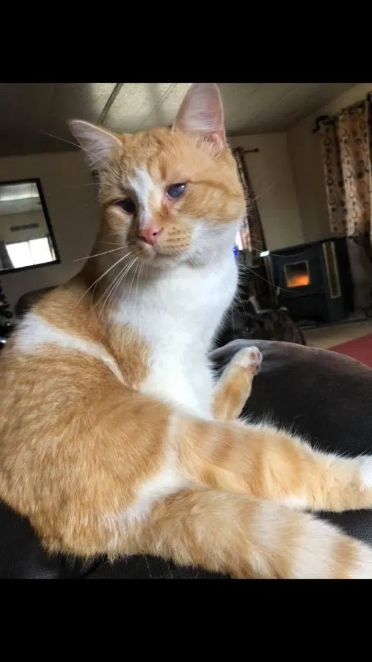 Lost cat in Sparta, MI, 49345