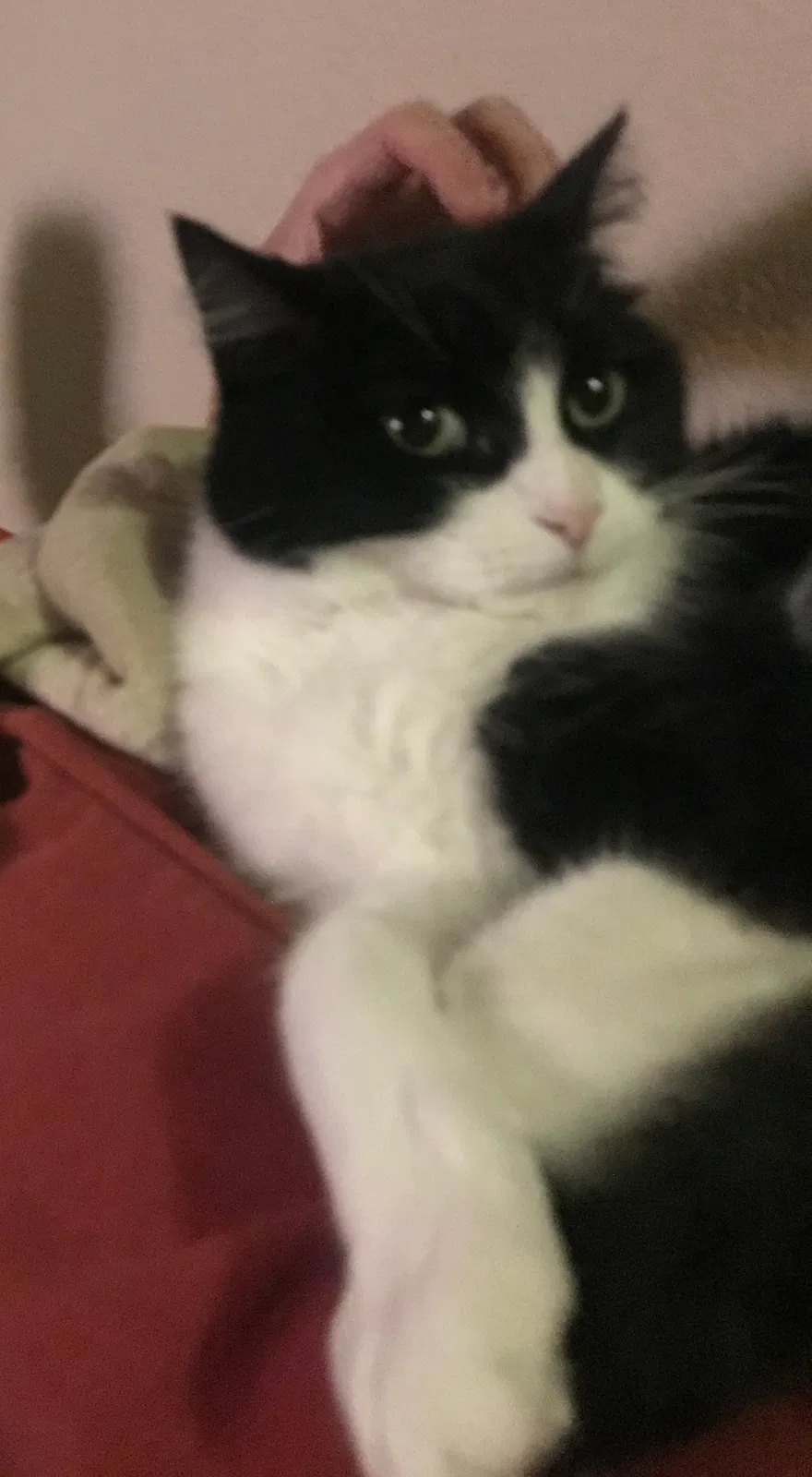 Lost cat in Austin, TX, 78738