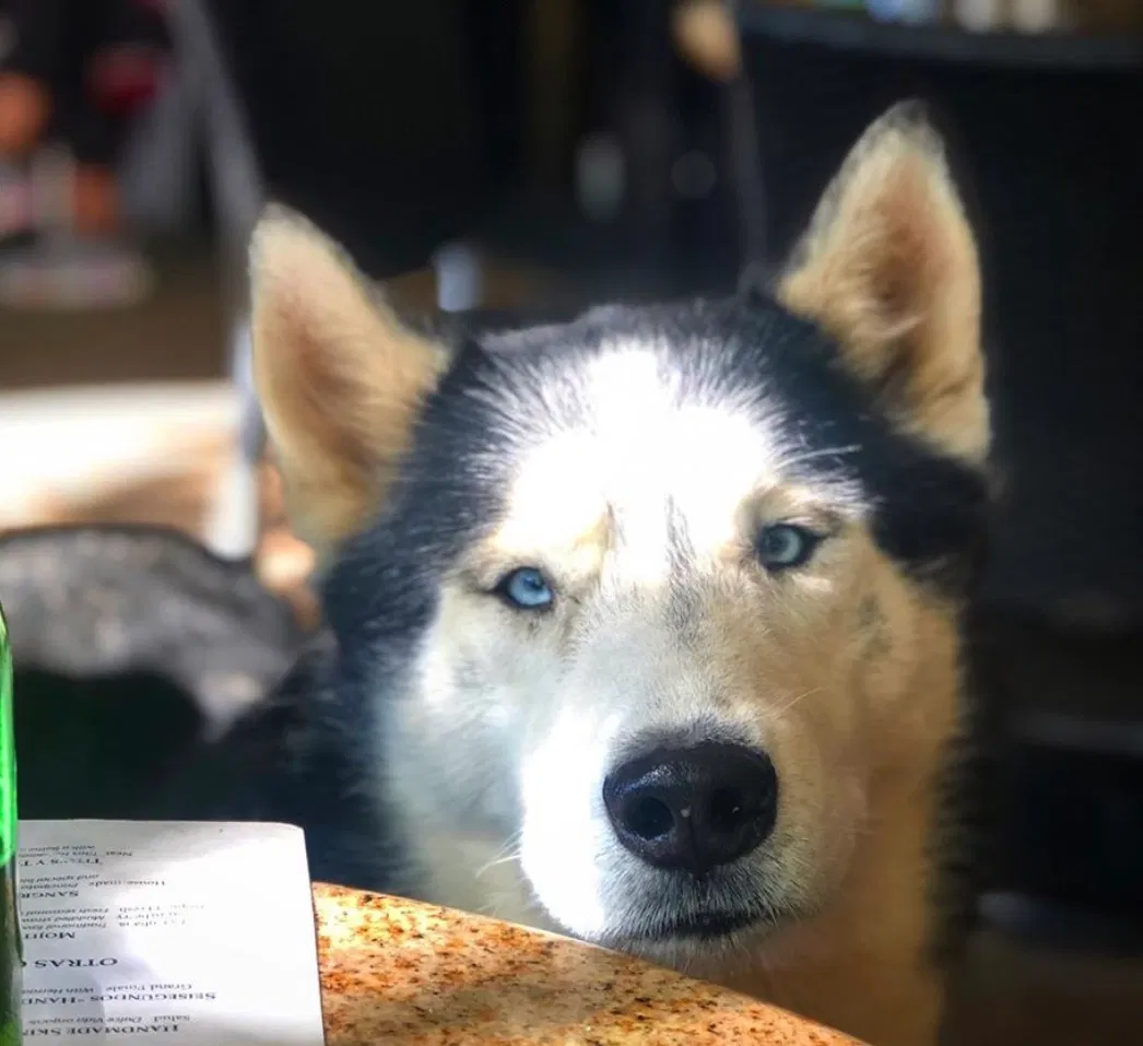 Lost dog in Southlake, TX, 76092
