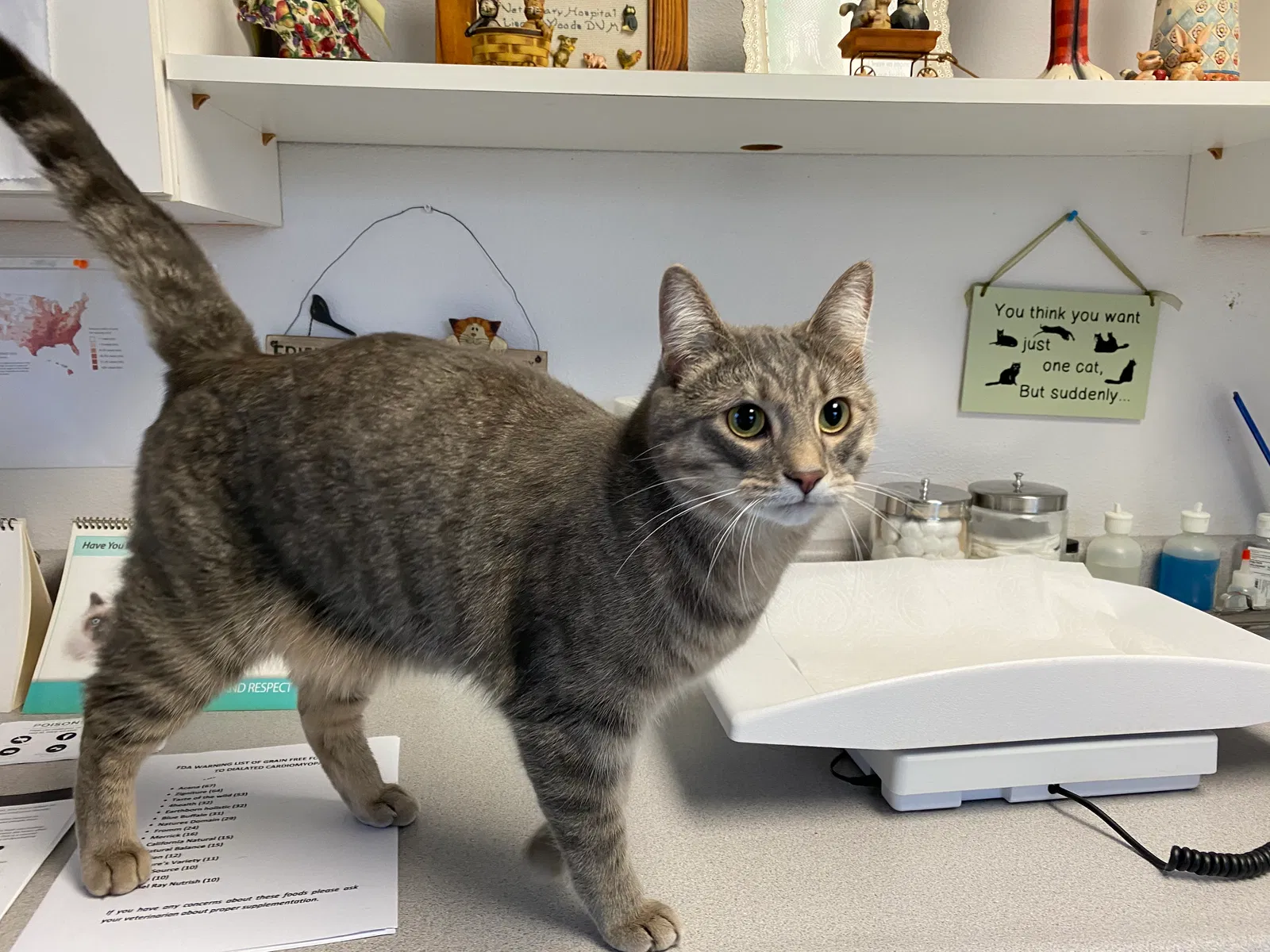 Lost cat in Gig Harbor, WA, 98329