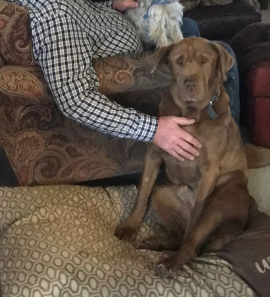 Lost dog in Cameron, MO, 64429