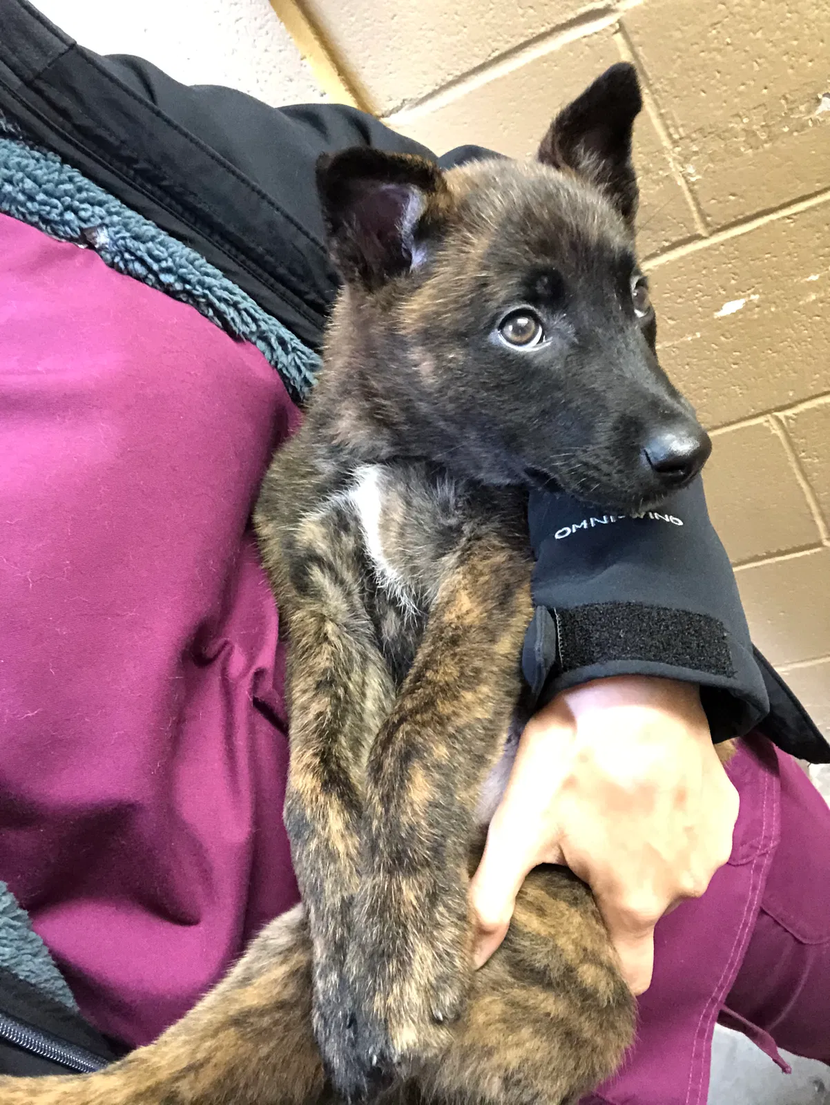 Lost dog in Mission, TX, 78573