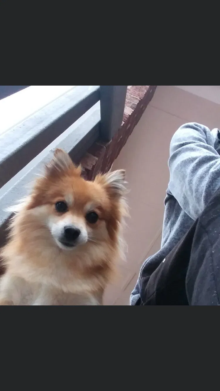 Lost dog in Kernersville, NC, 27284