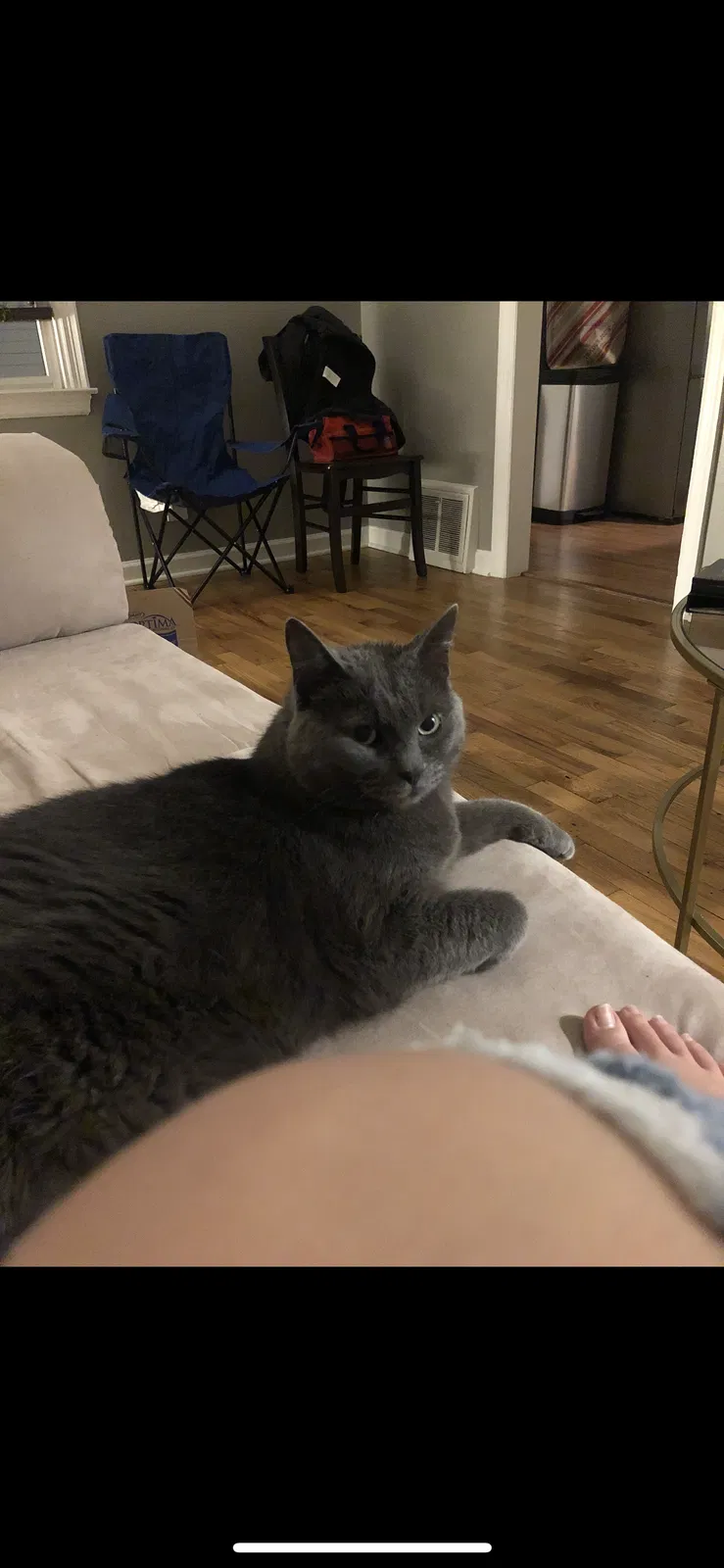 Lost cat in Grand Rapids, MI, 49505