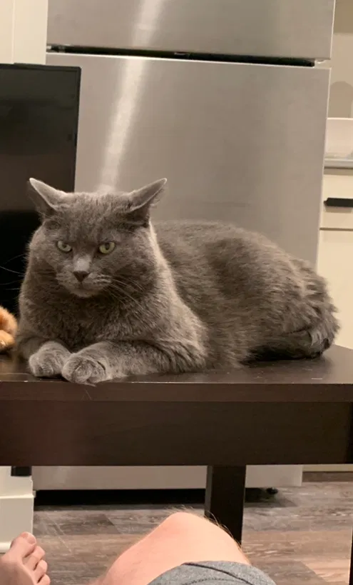 Lost cat in Grand Rapids, MI, 49505