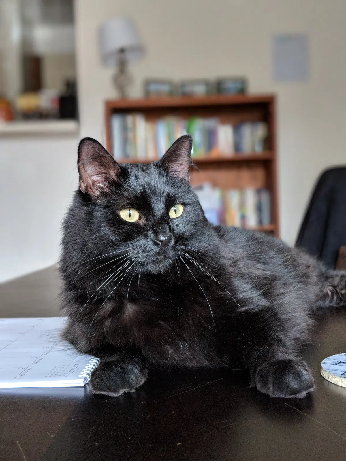 Lost cat in Raleigh, NC, 27613
