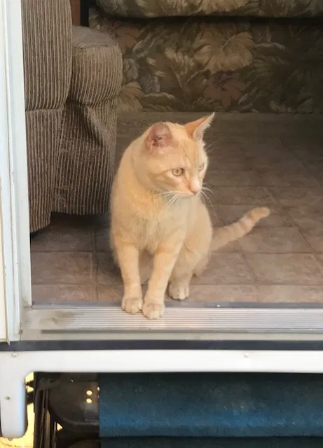 Lost cat in Hurst, TX, 76053