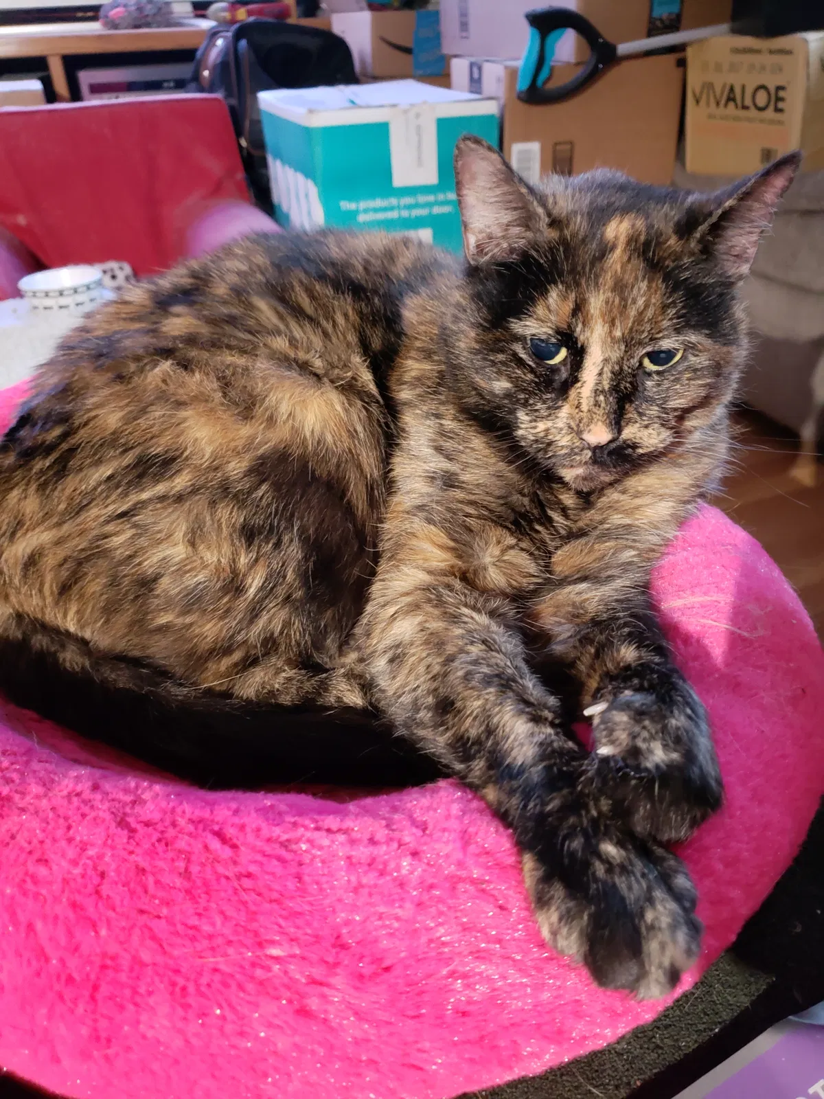 Lost cat in Colorado Springs, CO, 80906