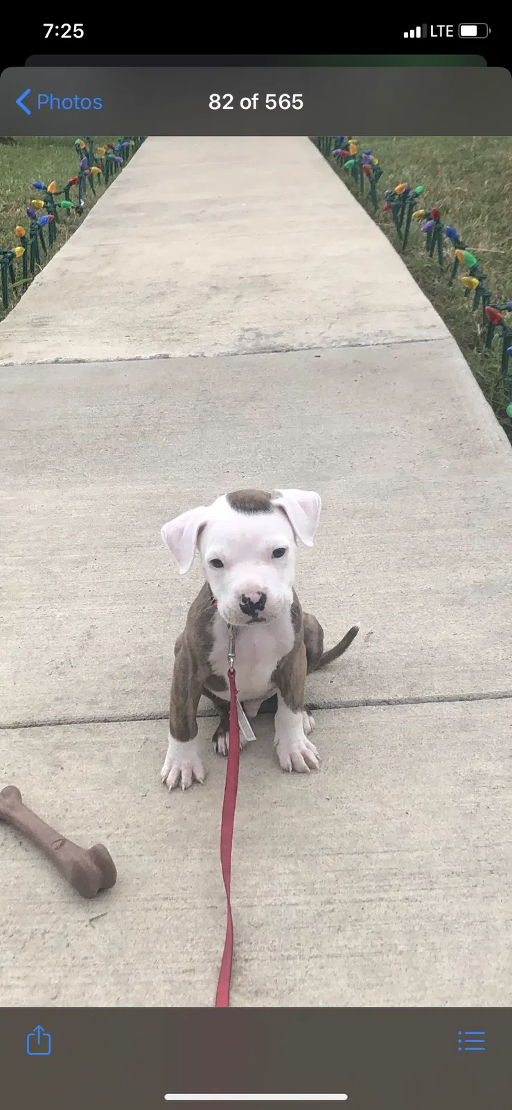 Lost dog in Brownsville, TX, 78521