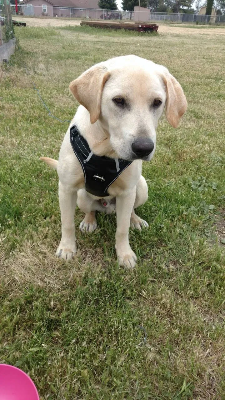 Lost dog in Stockton, CA, 95215
