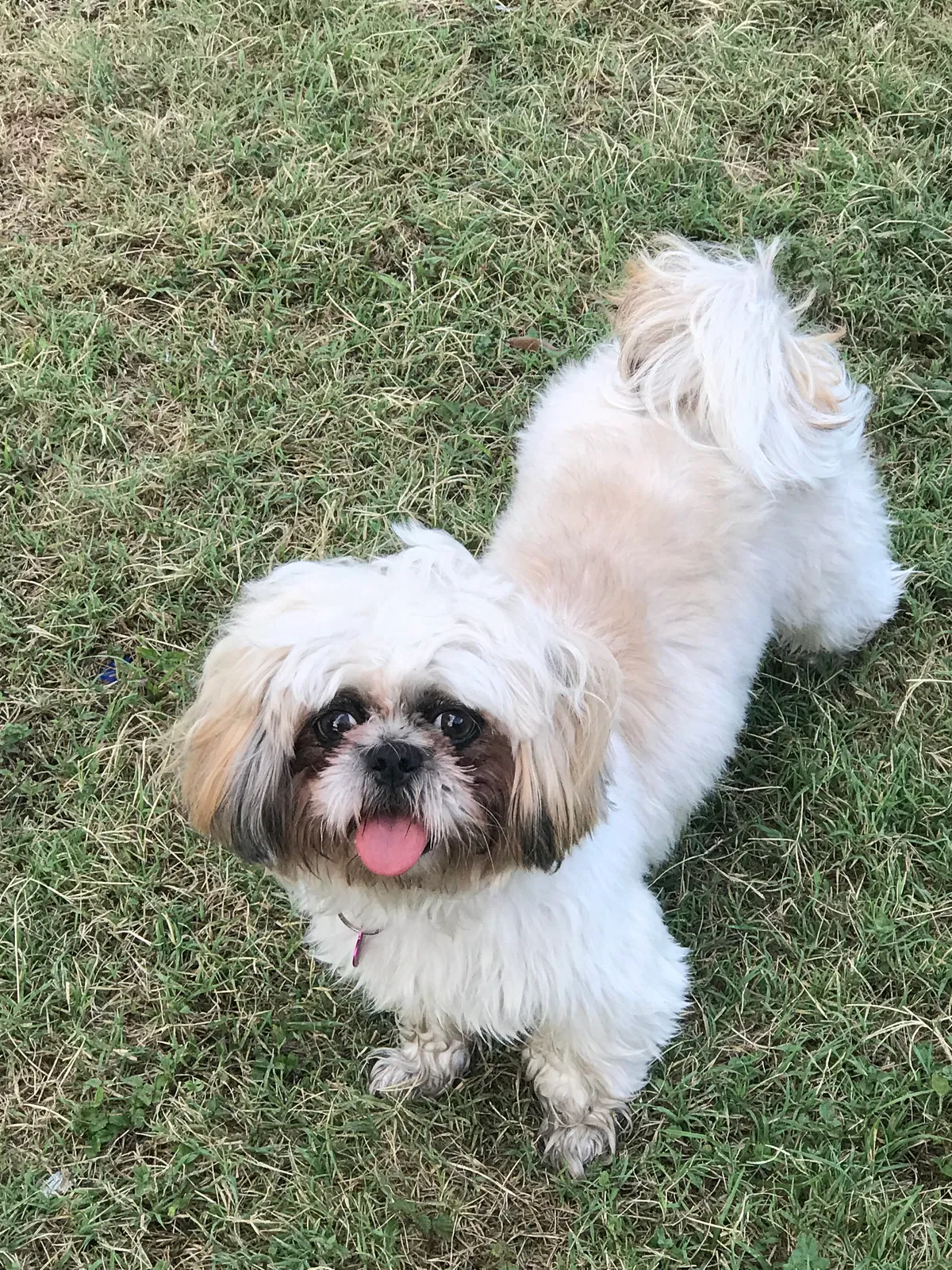 Lost dog in San Antonio, TX, 78219