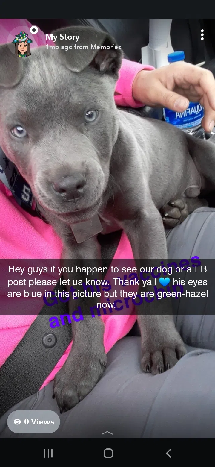 Lost dog in Amarillo, TX, 79107