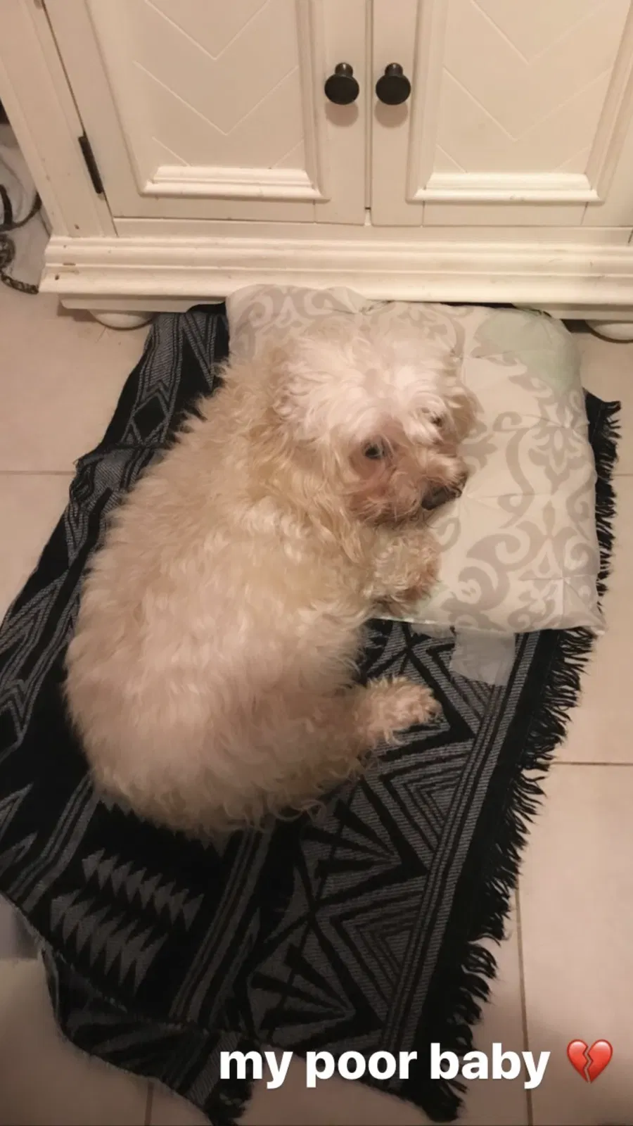 Lost dog in Brentwood, MD, 20722