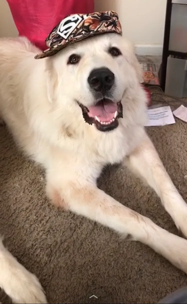 Lost dog in Columbia, SC, 29229