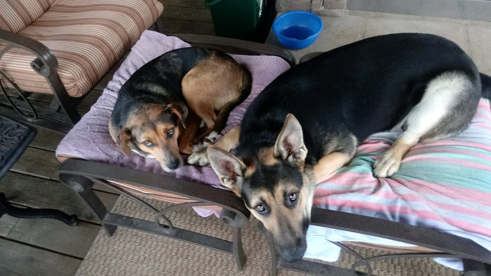 Lost dog in Ooltewah, TN, 37363