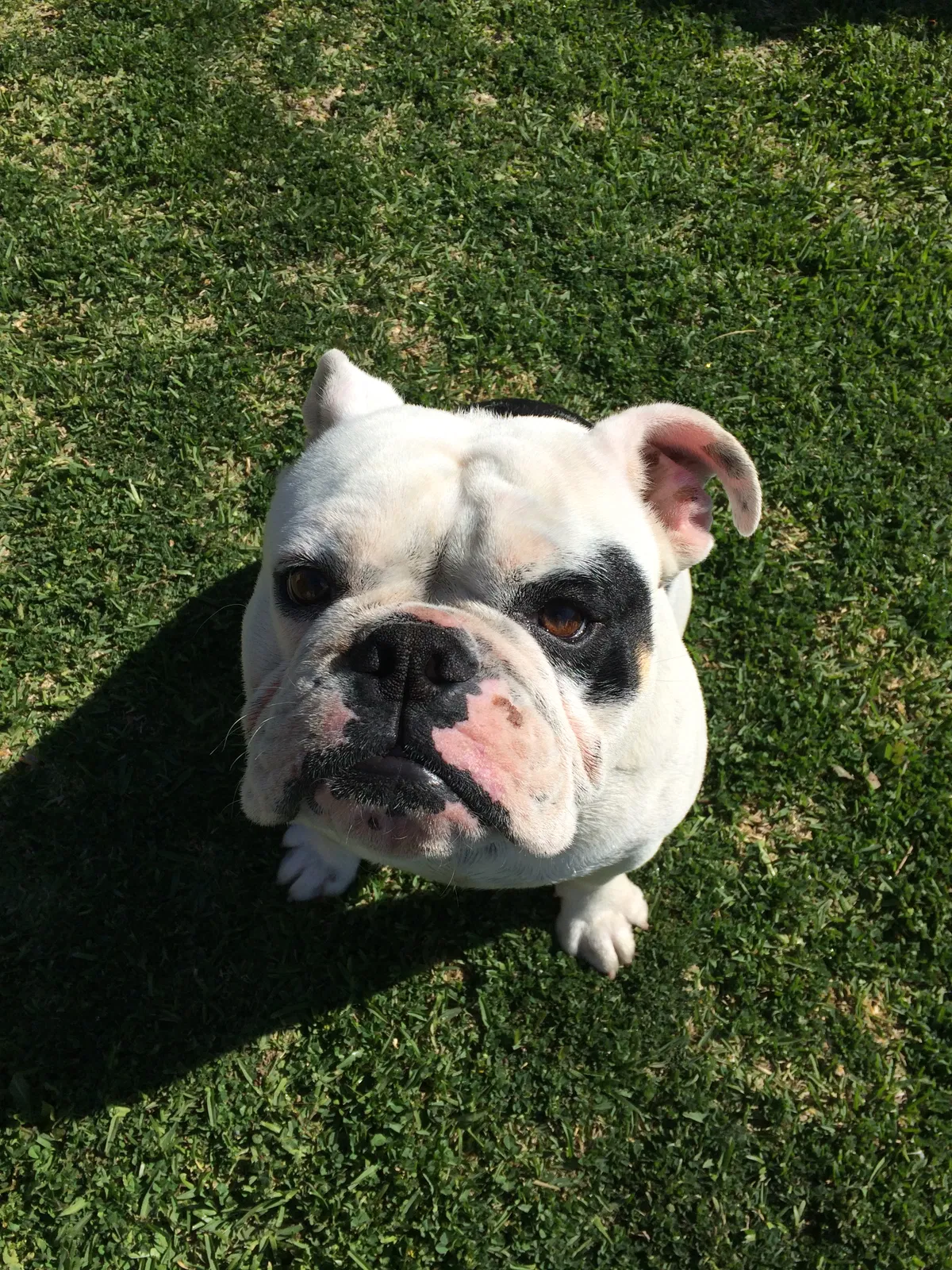 Lost dog in San Bernardino, CA, 92405