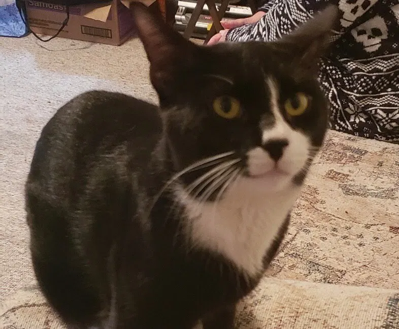Missing Cat