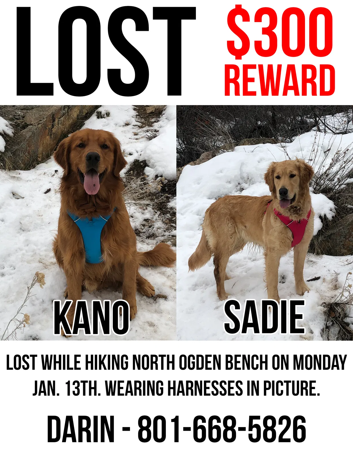 Lost dog in Ogden, UT, 84404