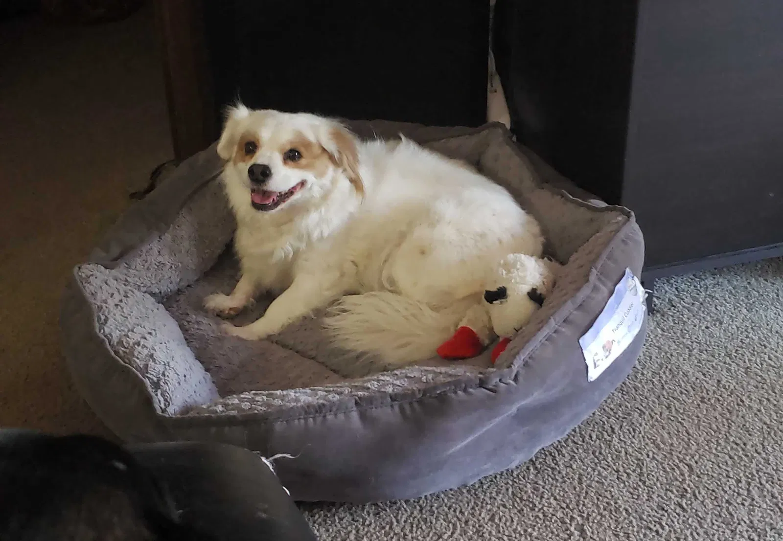 Lost dog in Shreveport, LA, 71105