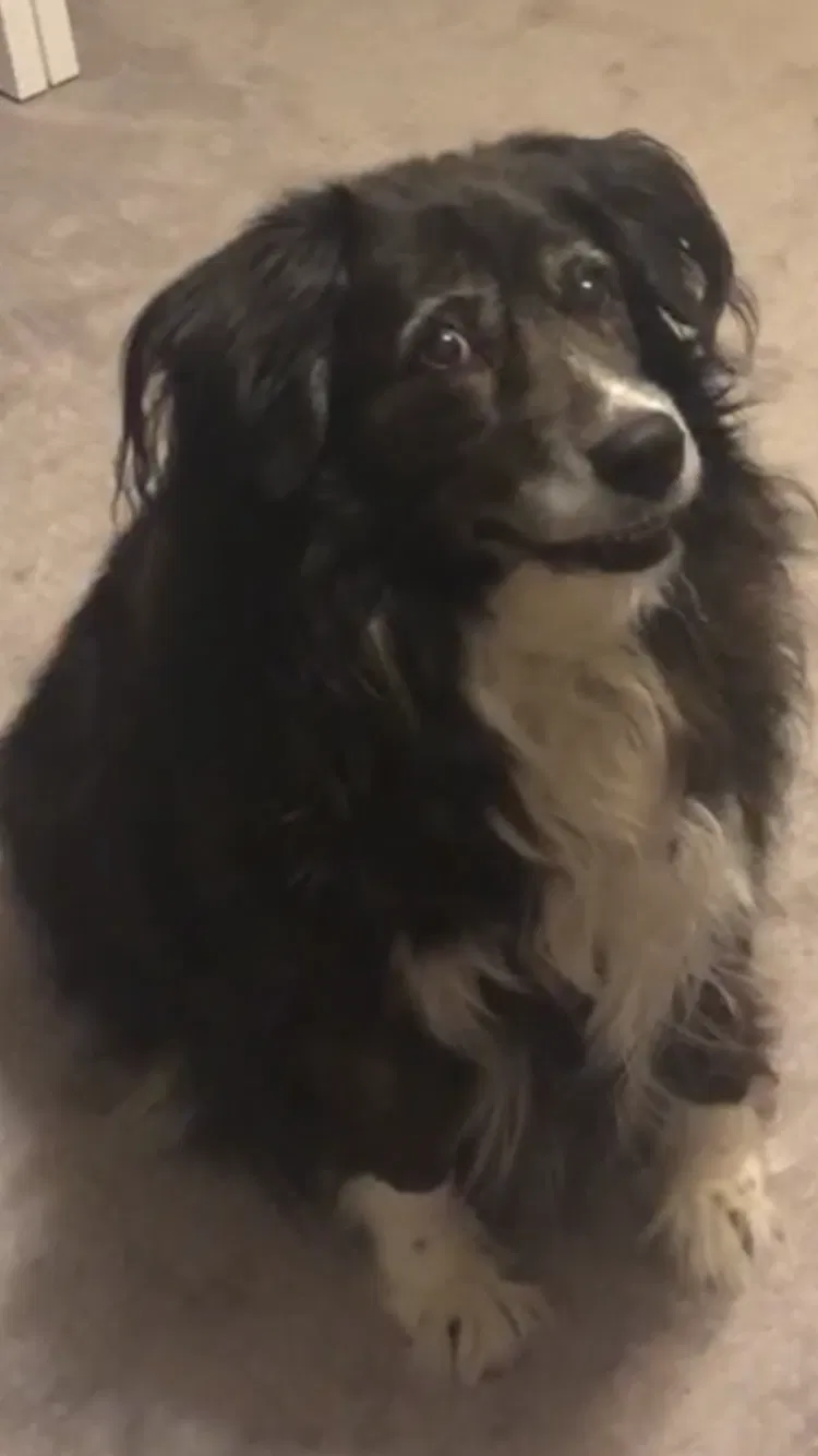 Lost dog in Jamestown, NC, 27282