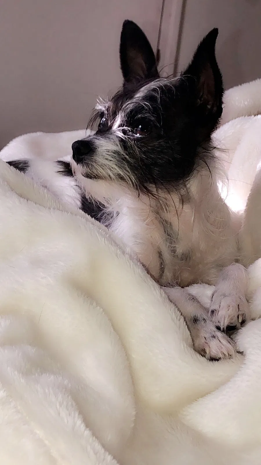 Lost dog in Lubbock, TX, 79423