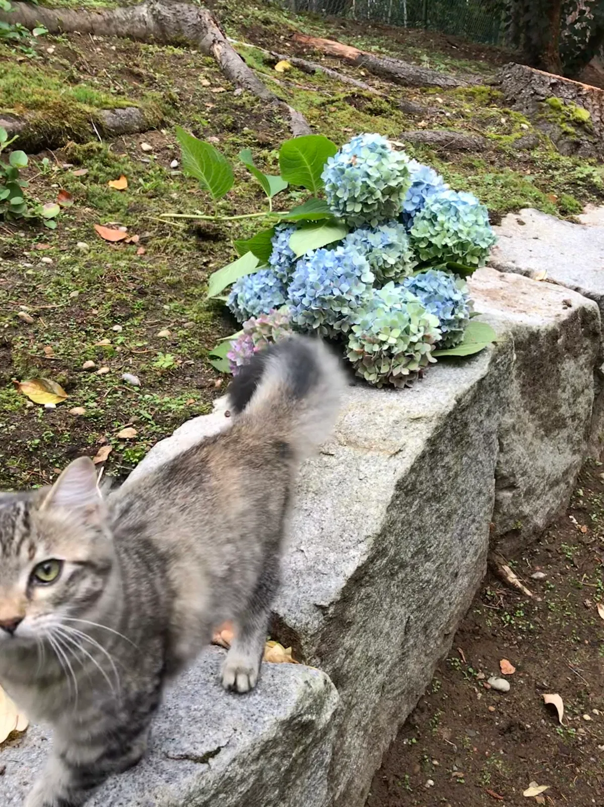 Lost cat in Federal Way, WA, 98023