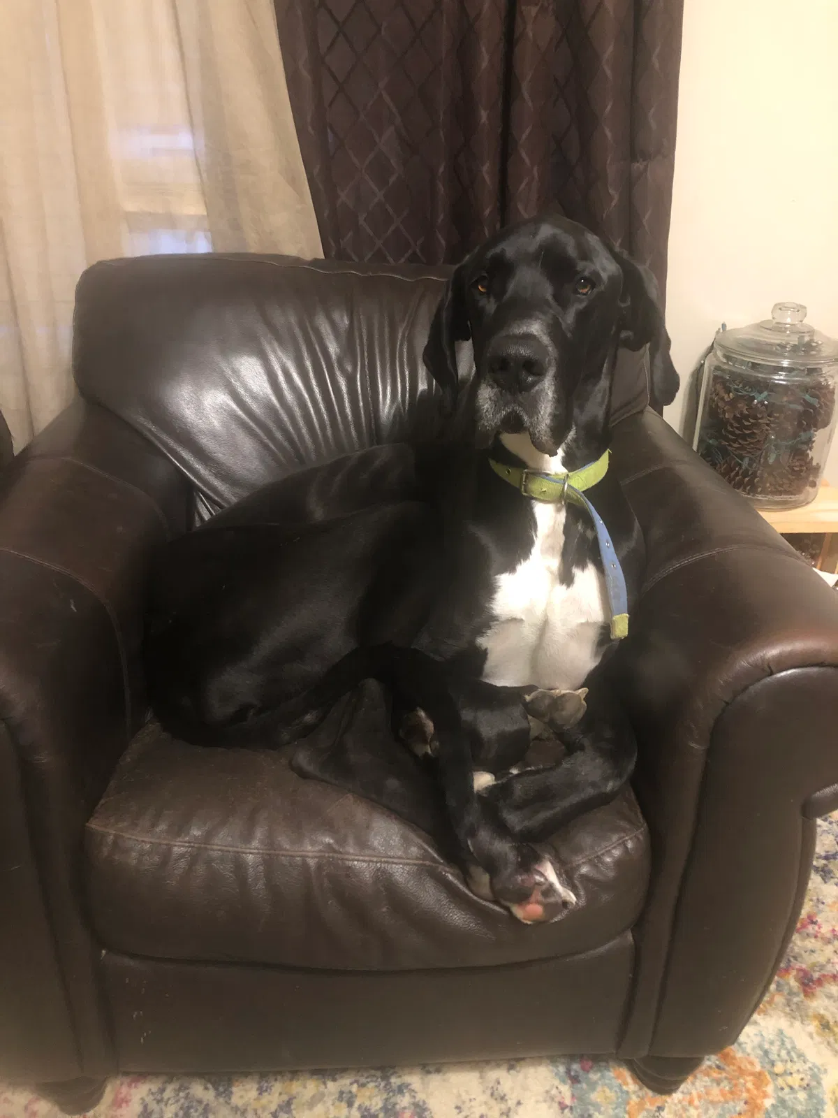 Lost dog in Scottsville, KY, 42164