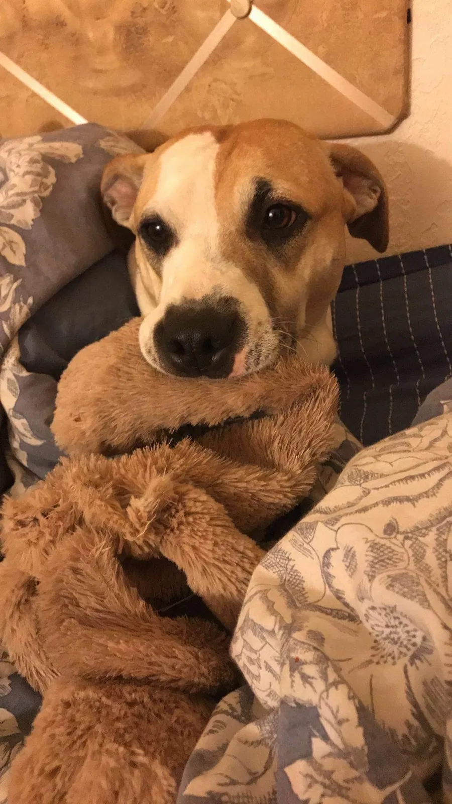 Lost dog in Mishawaka, IN, 46544