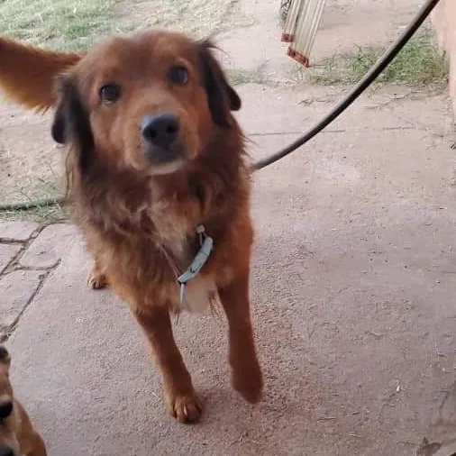 Lost dog in Phoenix, AZ, 85040