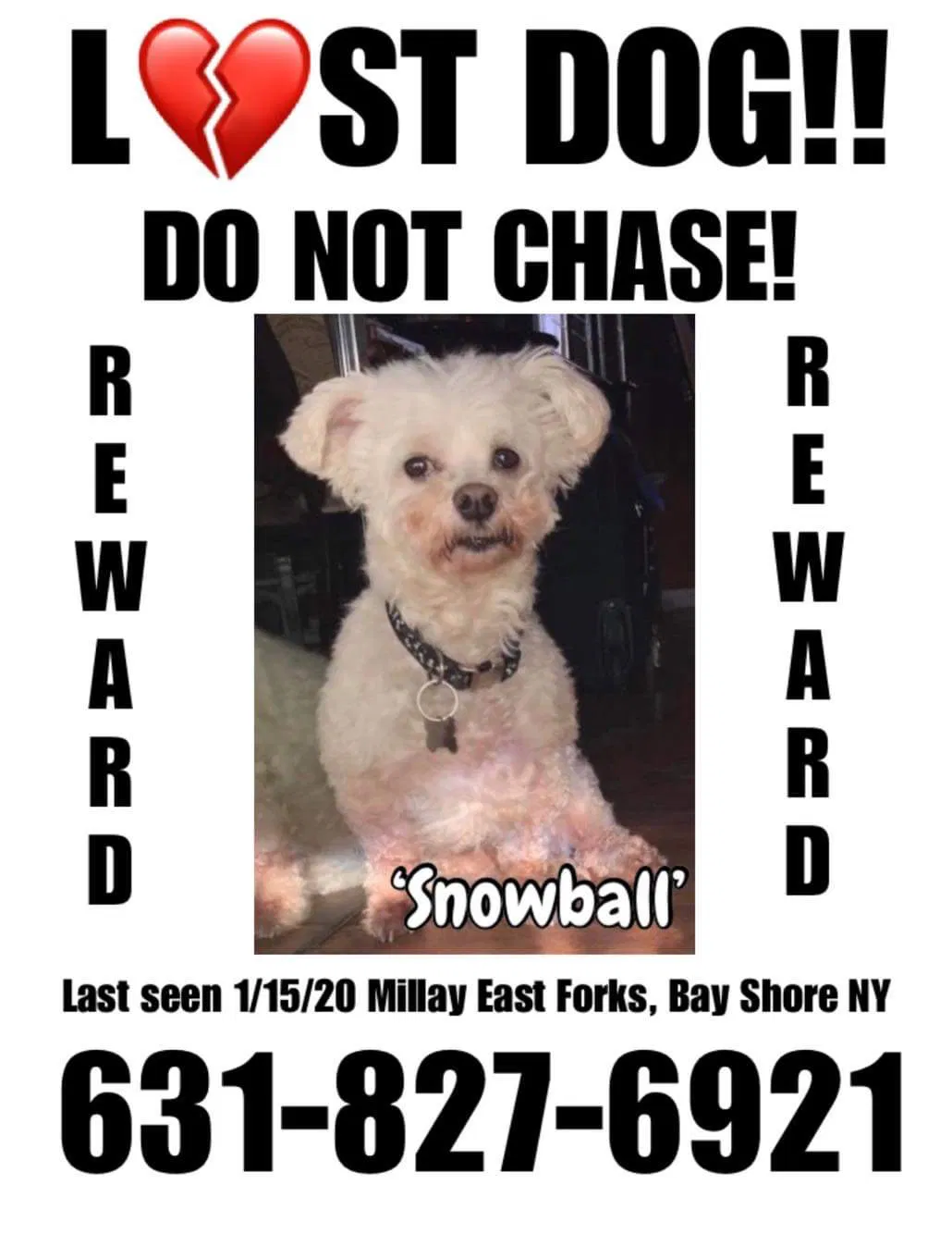 Lost dog in Bay Shore, NY, 11706