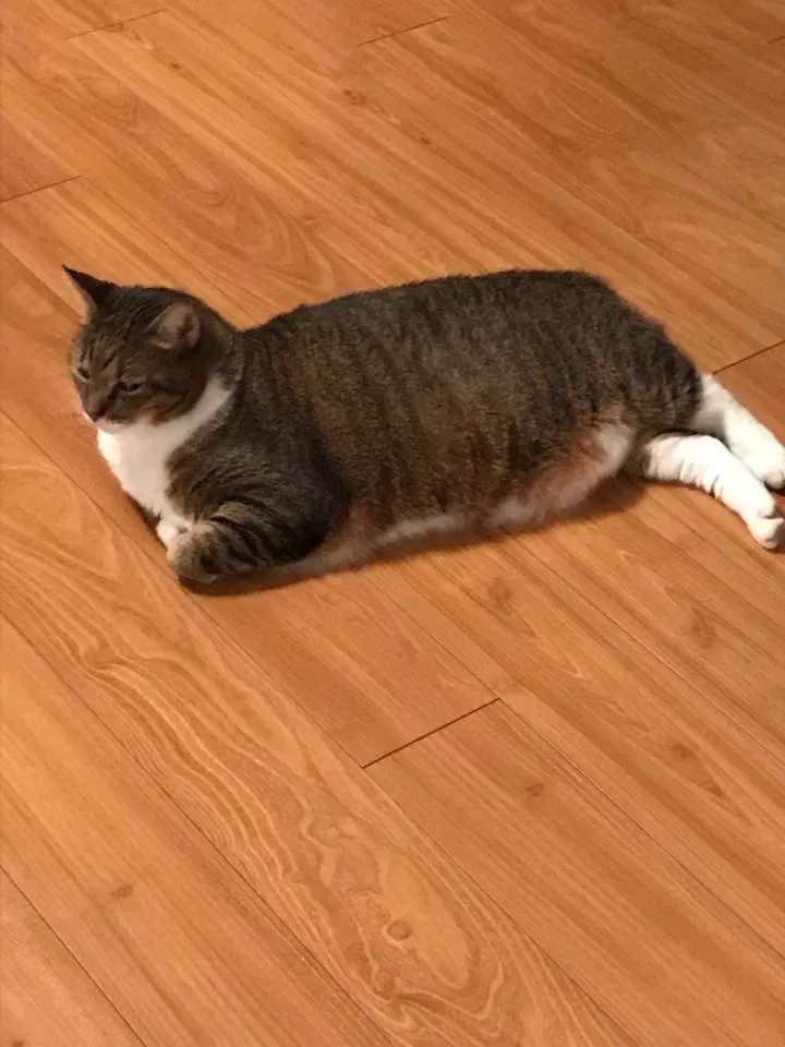 Lost cat in Spring Hill, FL, 34606