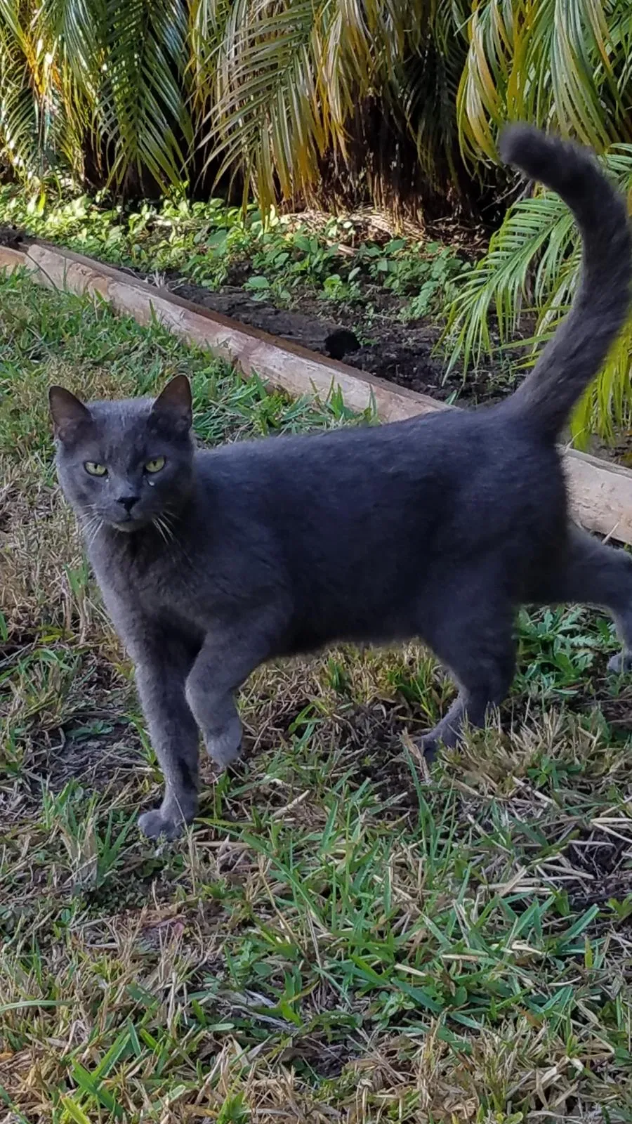 Found cat in Tarpon Springs, FL, 34689