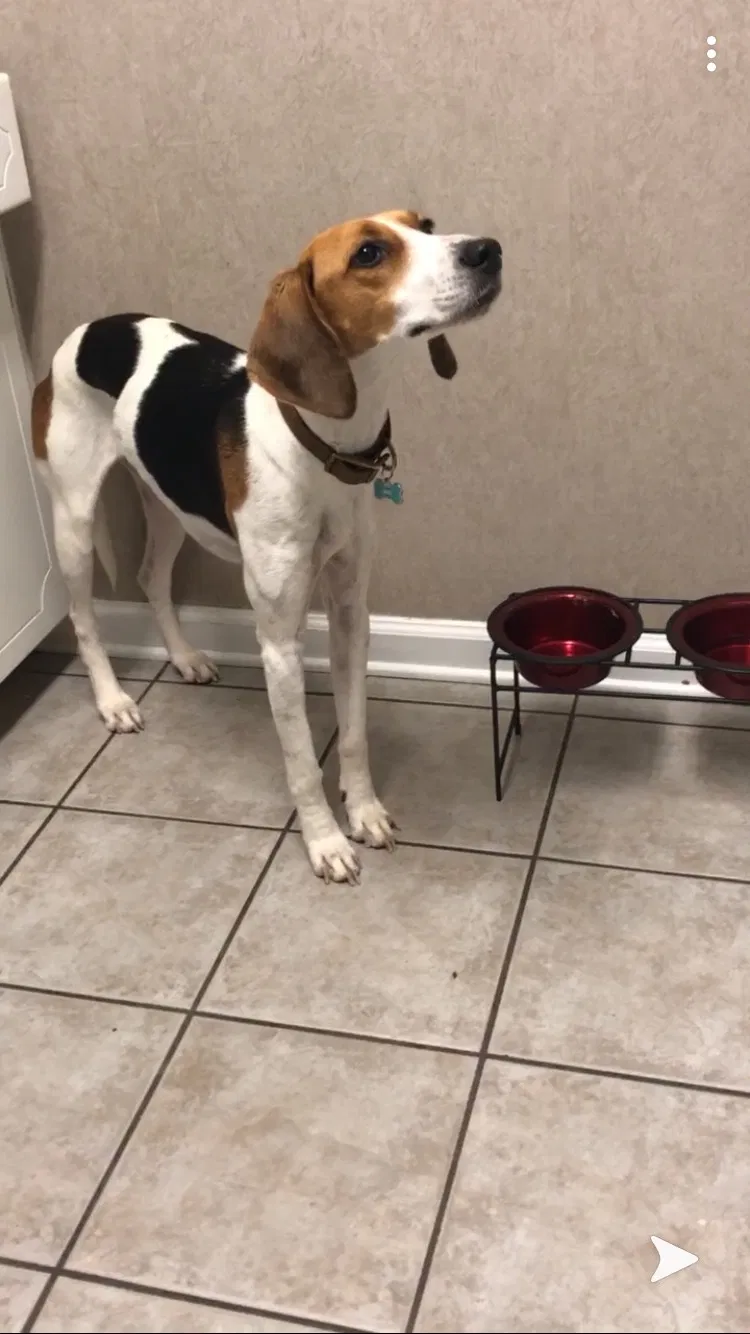 Lost dog in Fort Rucker, AL, 36362