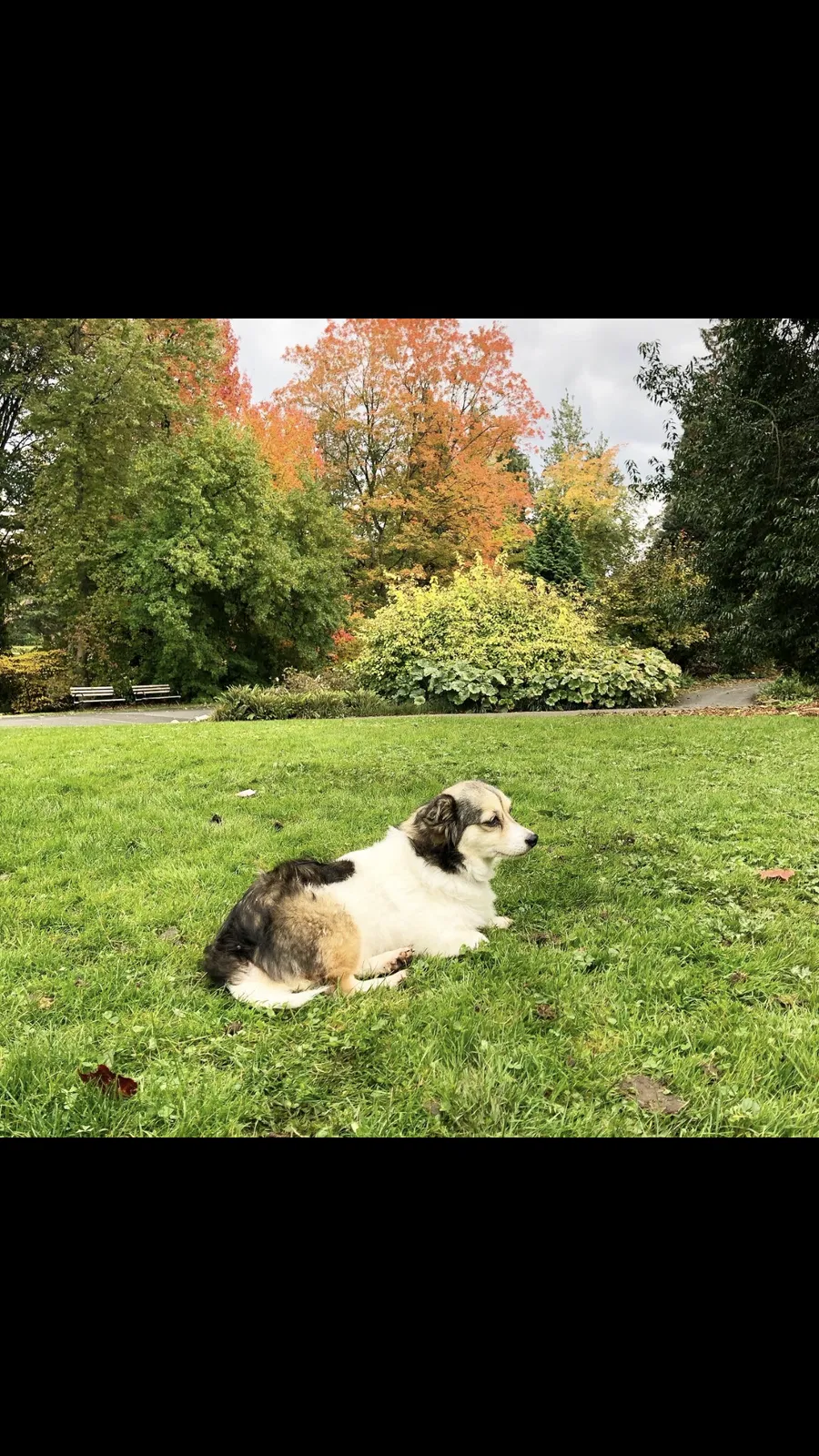 Lost dog in Bellevue, WA, 98008