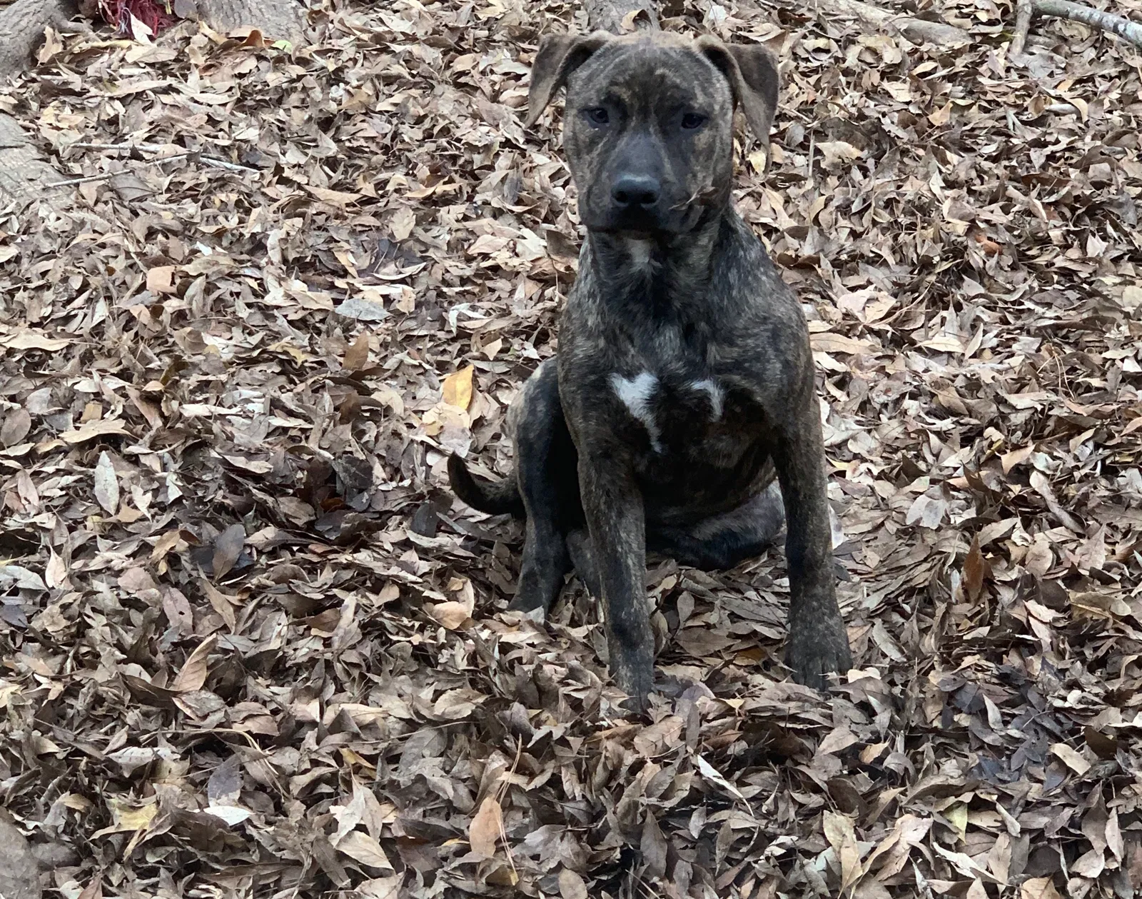Lost dog in Katy, TX, 77450