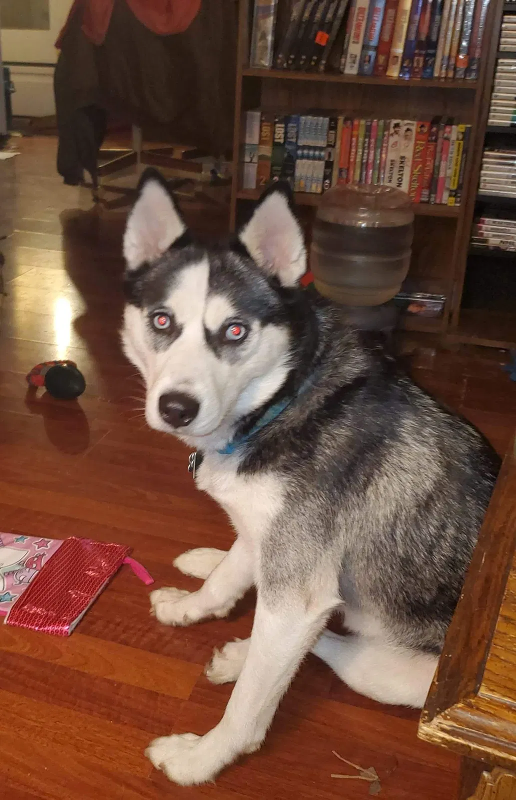 Lost dog in Morgantown, WV, 26508