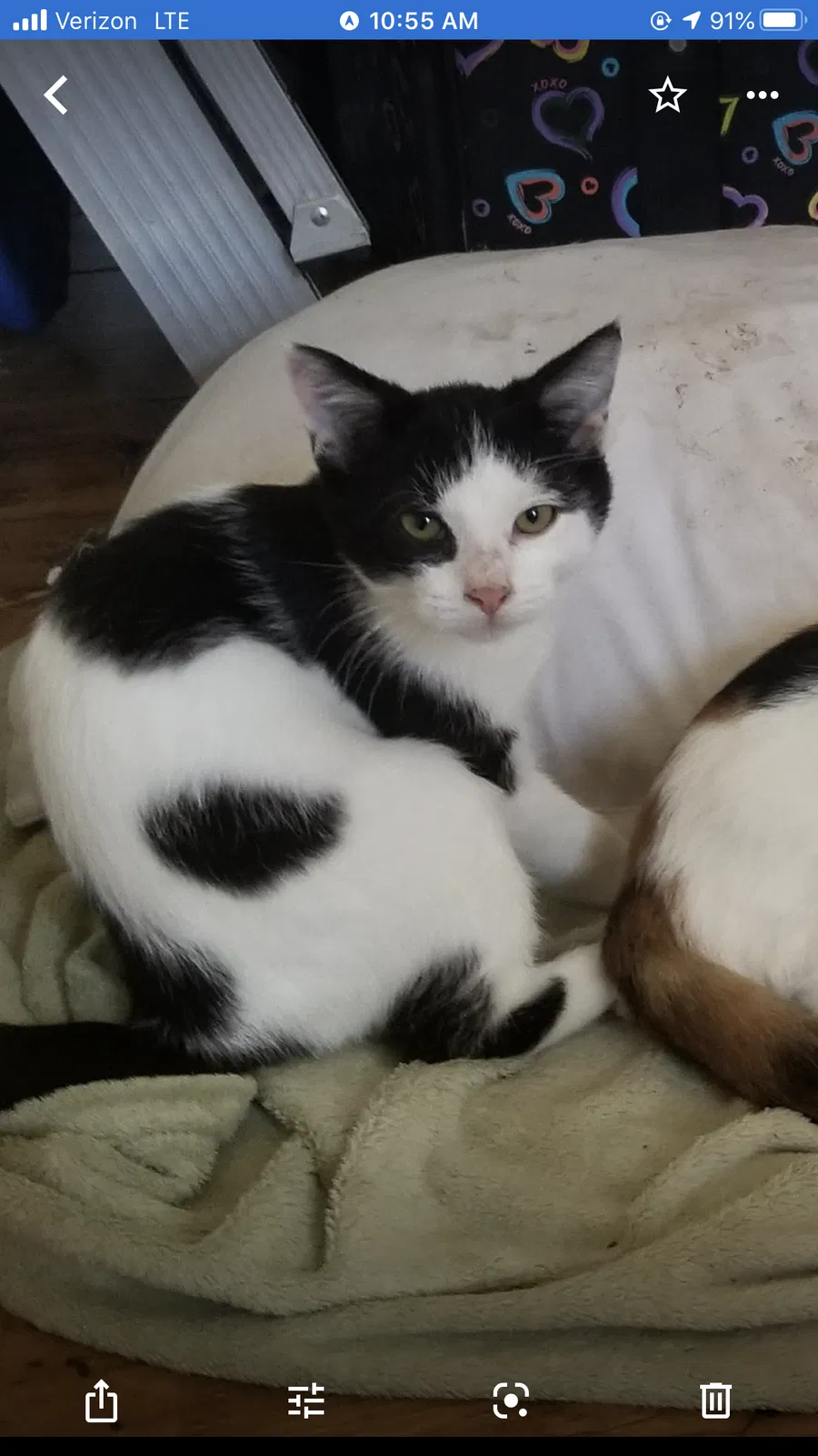 Lost cat in Thurmont, MD, 21788
