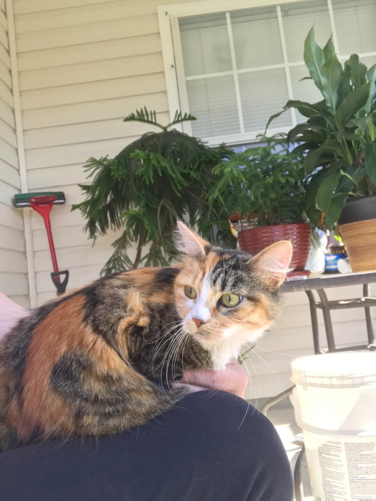 Lost cat in Pensacola, FL, 32534