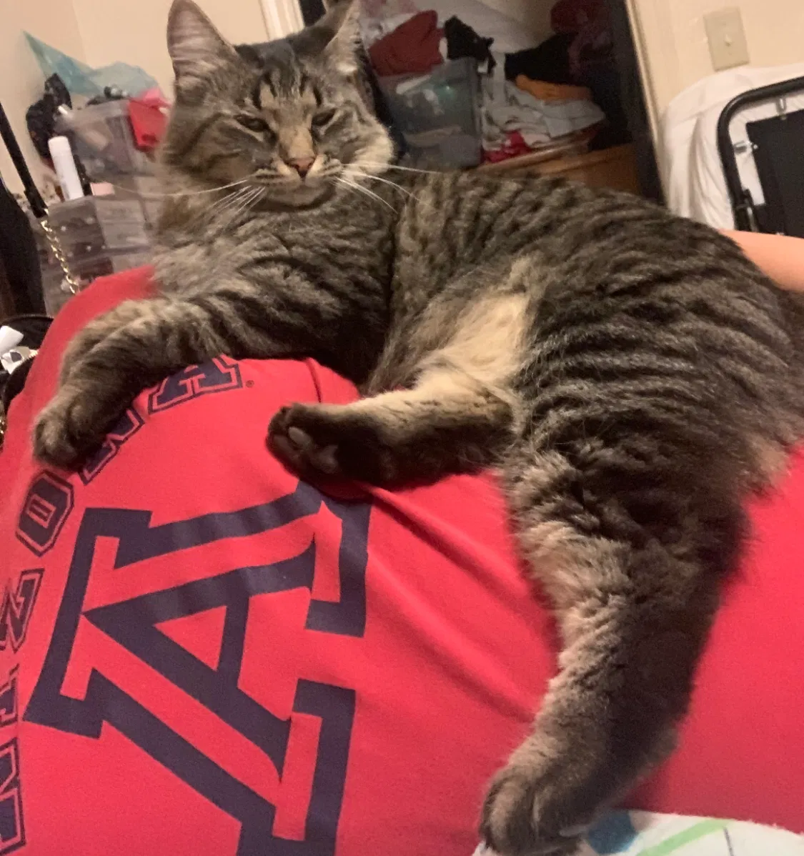 Lost cat in Chandler, AZ, 85224