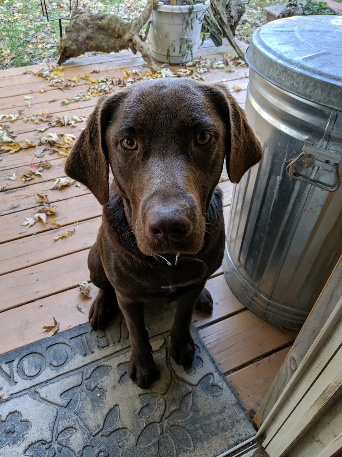 Lost dog in West Fork, AR, 72774