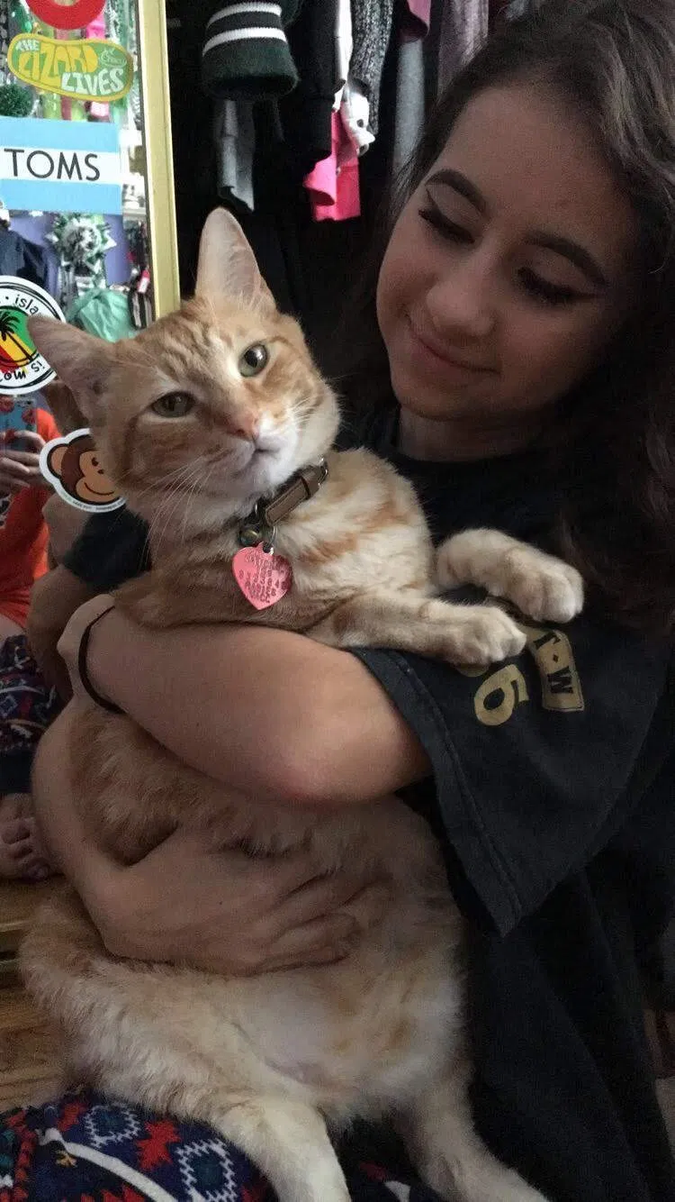 Lost cat in Corpus Christi, TX, 78411