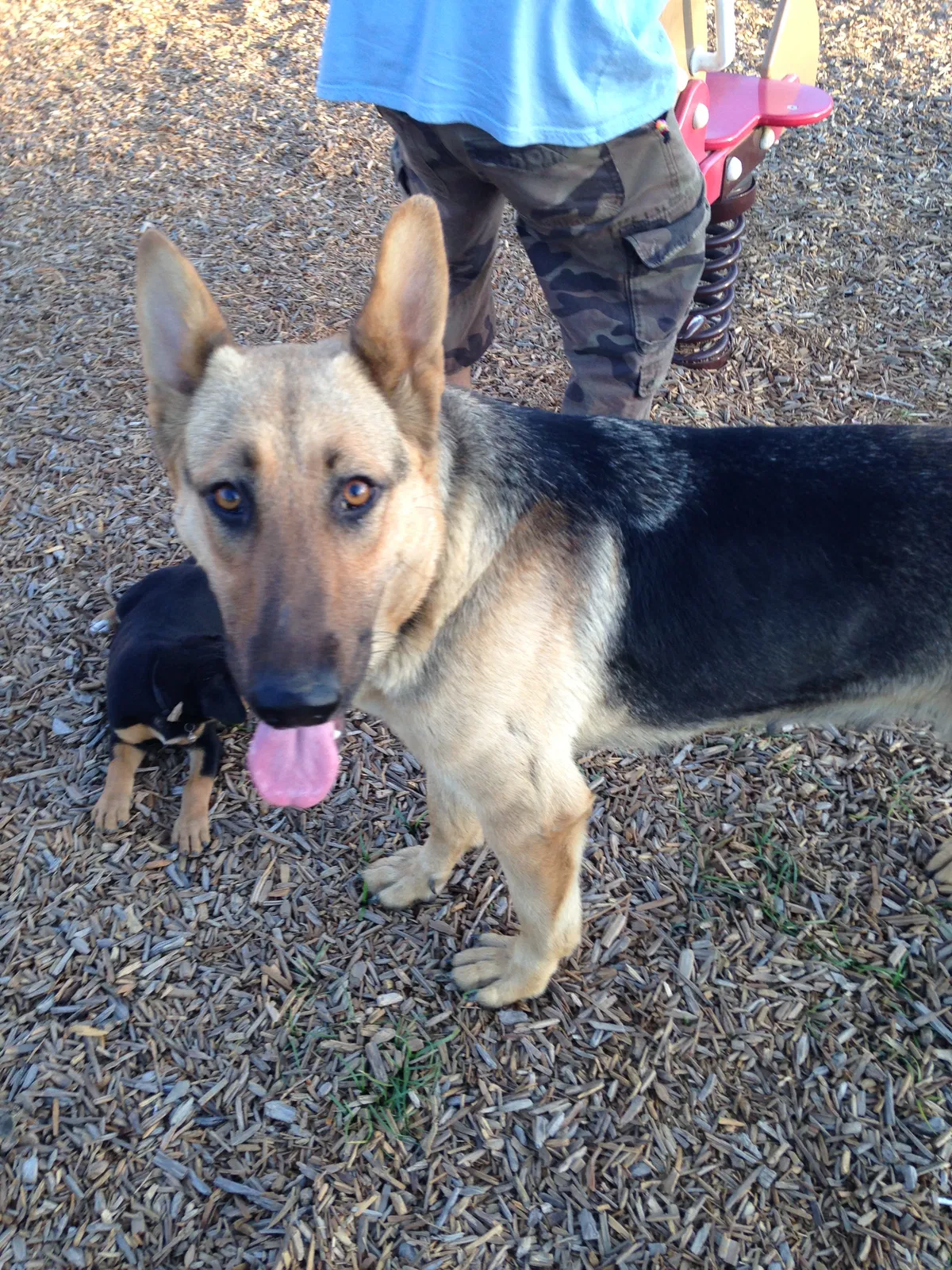 Lost dog in Stockton, CA, 95203