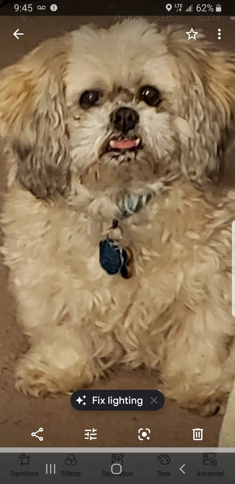 Lost dog in Rocky Mount, NC, 27801