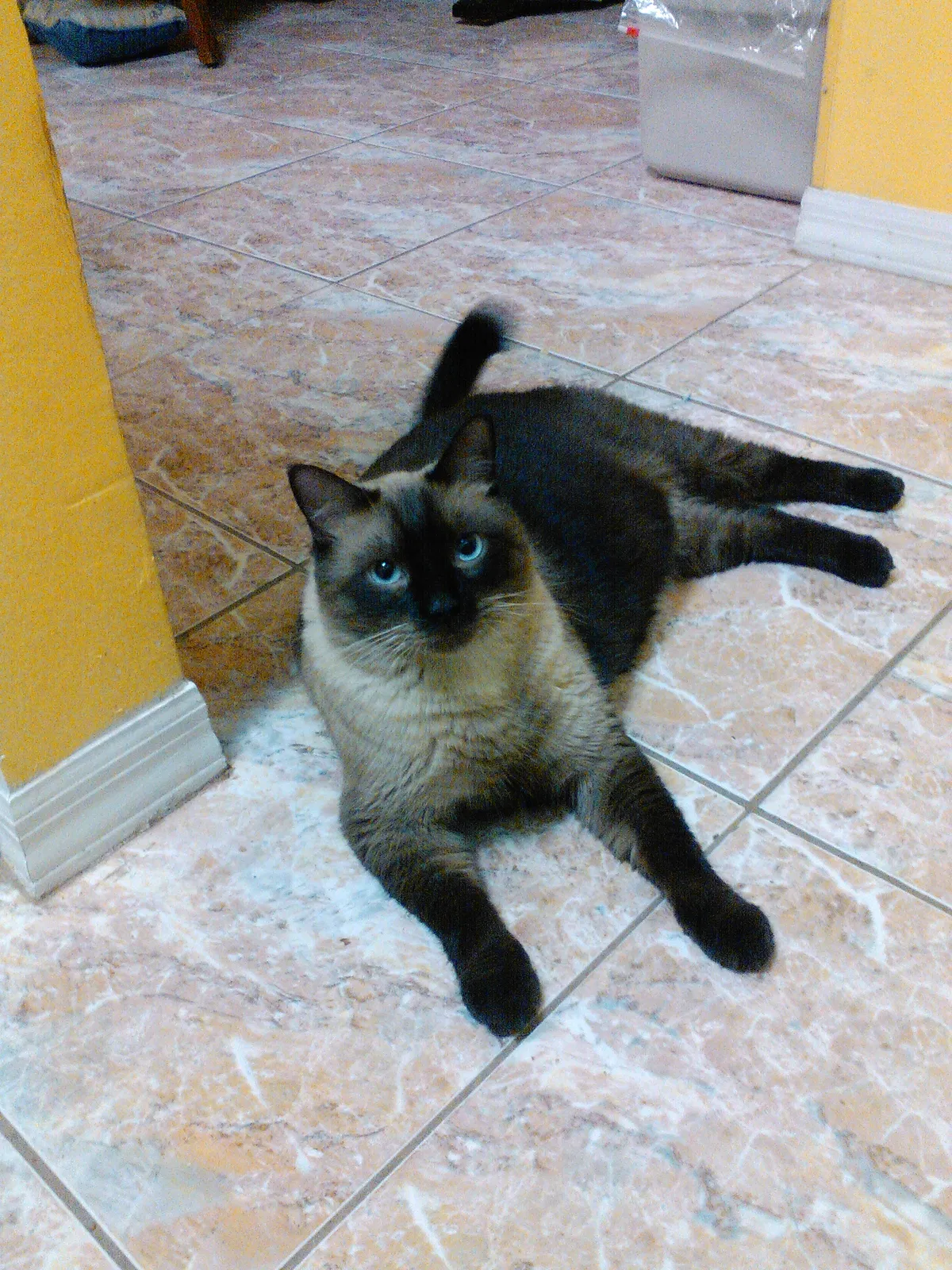 Lost cat in Orlando, FL, 32822