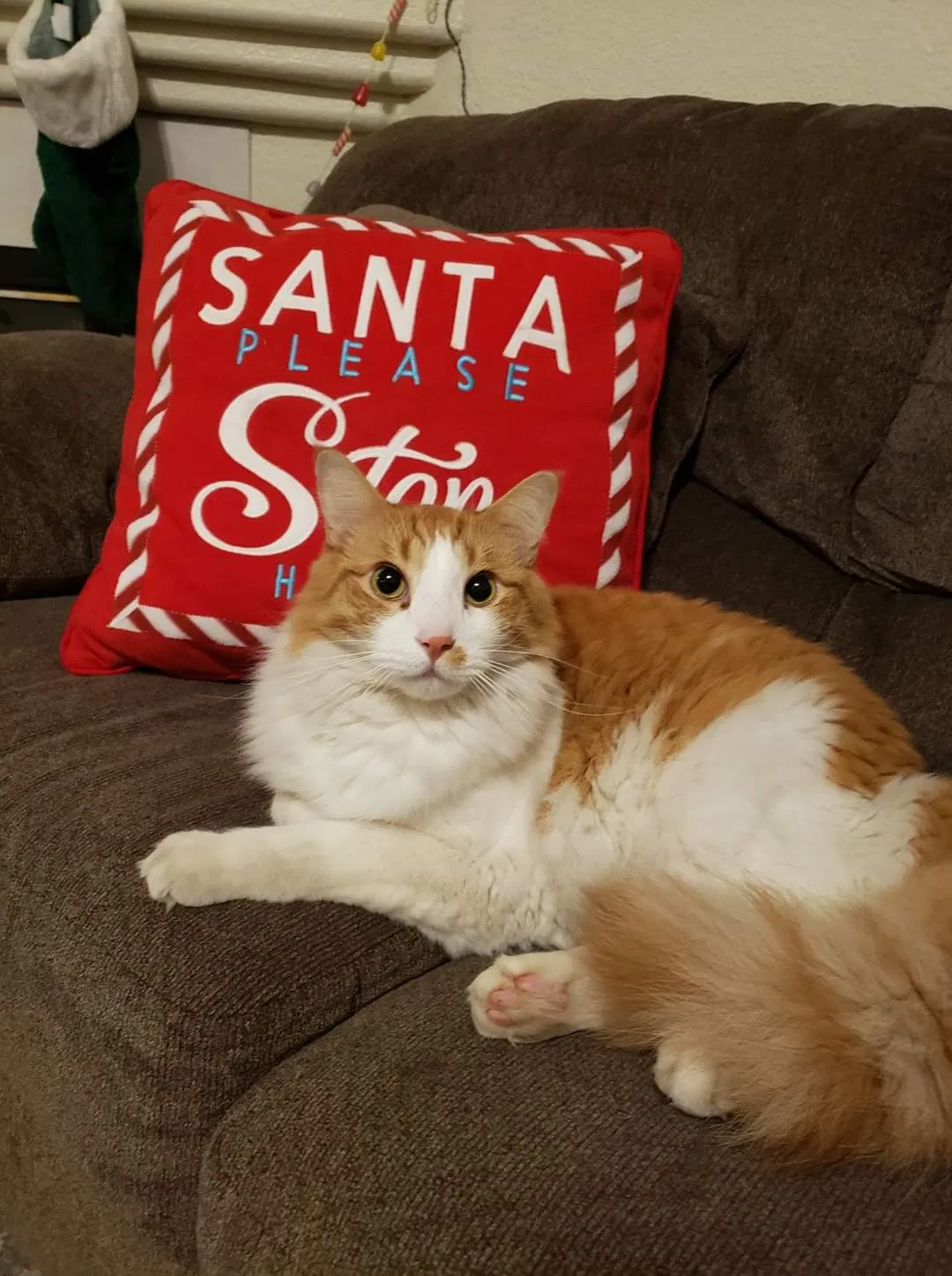 Lost cat in Salida, CA, 95368