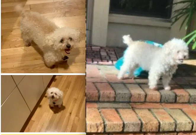 Lost dog in Miami, FL, 33169
