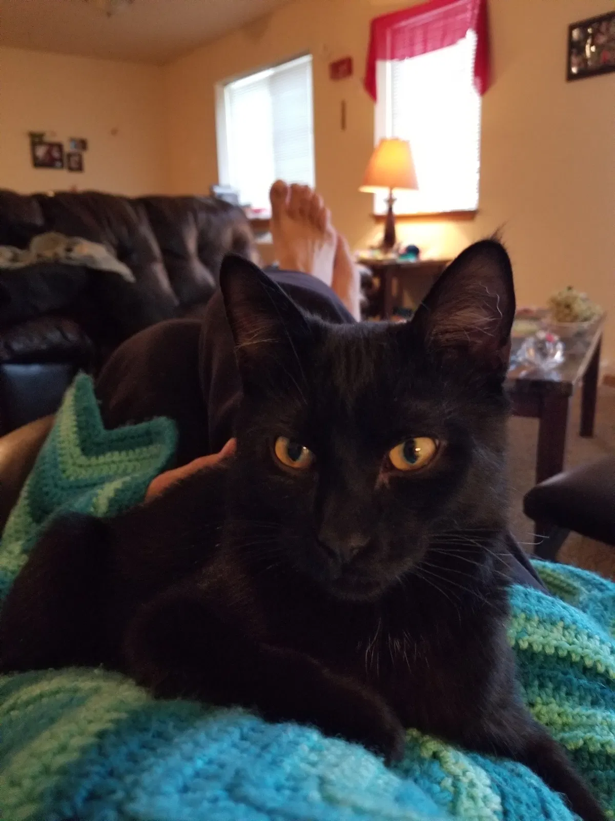 Lost cat in Bismarck, ND, 58504