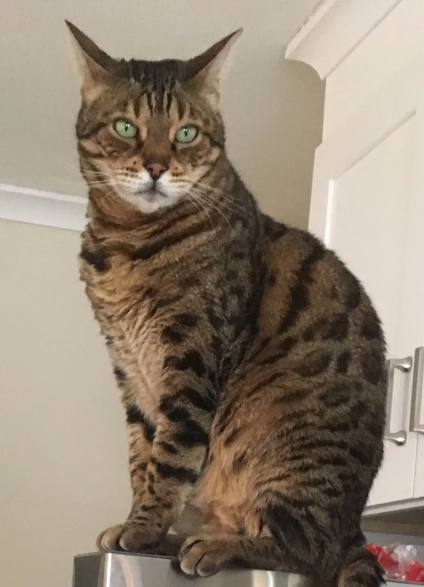 Lost cat in Rockville Centre, NY, 11570