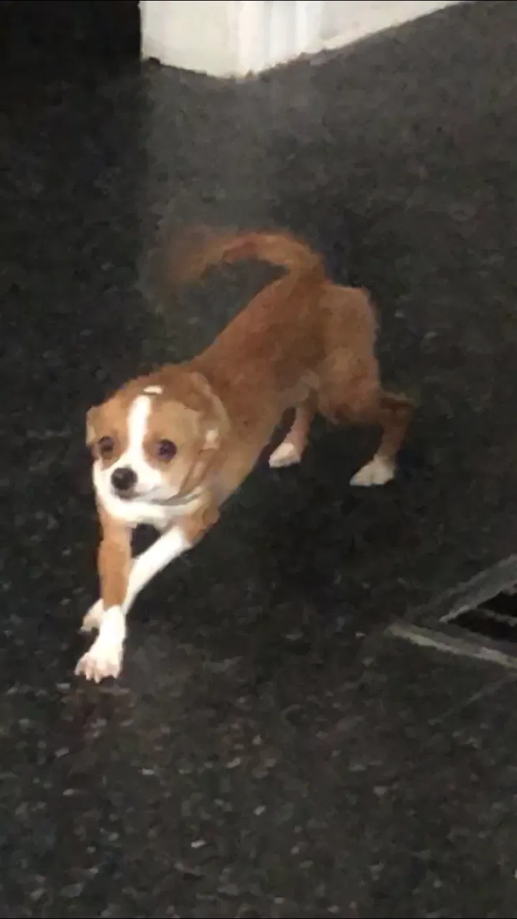 Lost dog in Knoxville, TN, 37917
